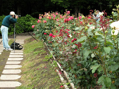 相模原北公園のバラ