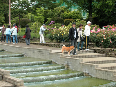 相模原北公園のバラ