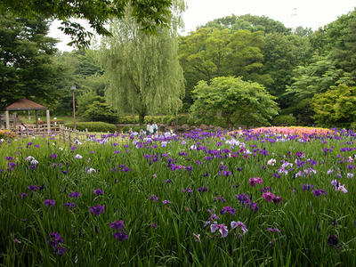 相模原北公園の菖蒲