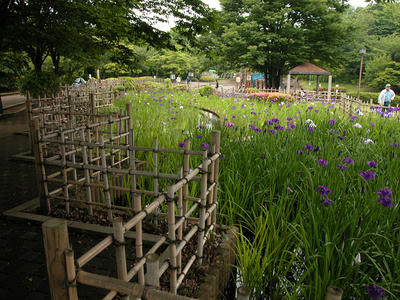 相模原北公園の菖蒲