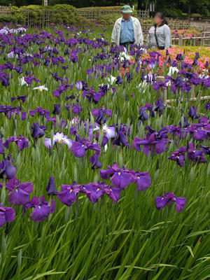 相模原北公園の菖蒲