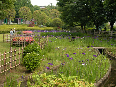 相模原北公園の菖蒲