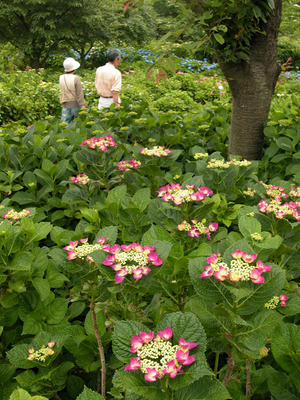 相模原北公園のアジサイ