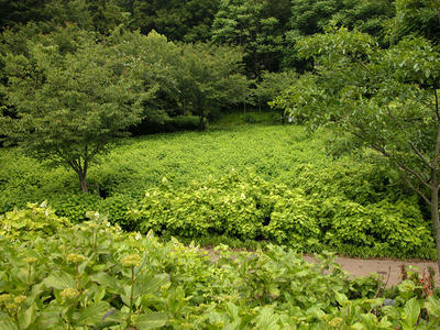 相模原北公園のアジサイ