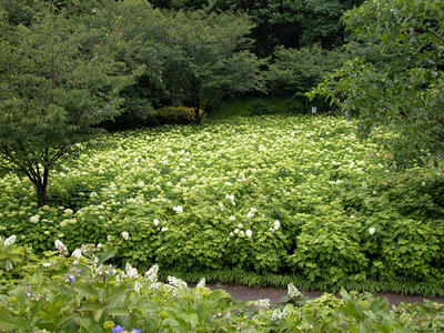 相模原北公園のアジサイ