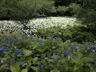 相模原北公園のアジサイ