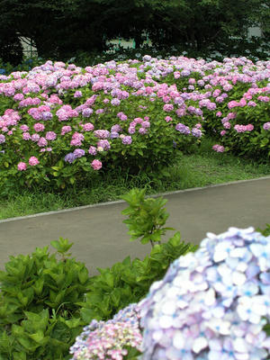 相模原北公園のアジサイ