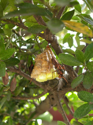 キボシアシナガバチの巣を横から
