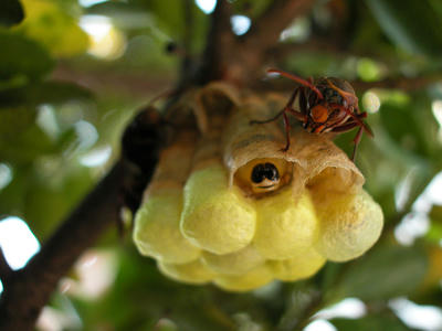 キボシアシナガバチの幼虫が繭を作り始める
