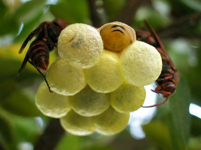 キボシアシナガバチの幼虫が繭を作り始める