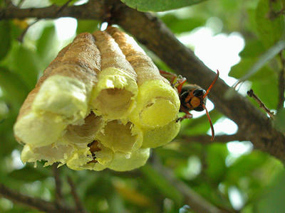 羽化したキボシアシナガバチ