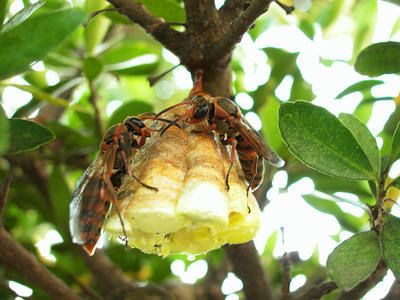 羽化したキボシアシナガバチのコミュニケーション