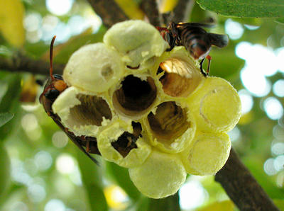 キボシアシナガバチの羽化後の巣