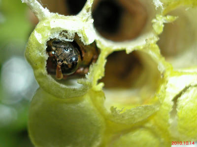 オオカマキリに襲われて穴が空いた繭から見えるキボシアシナガバチのサナギの頭