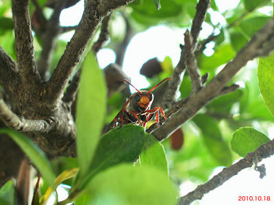 羽化したキボシアシナガバチ三匹目の巣立ち