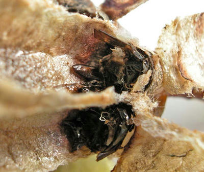 キボシアシナガバチ羽化後の巣の残留物