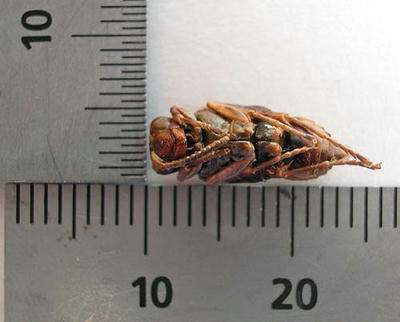 キボシアシナガバチのサナギの寸法