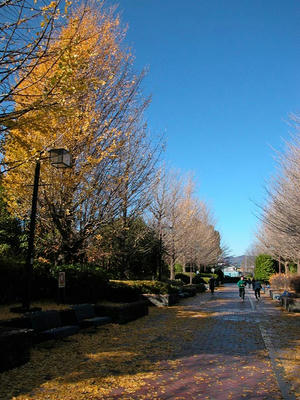 相模原北公園の晩秋-銀杏