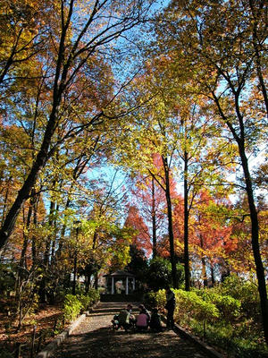 相模原北公園-紅葉の木漏れ日道