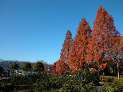 晩秋の相模原北公園-青空にそびえる