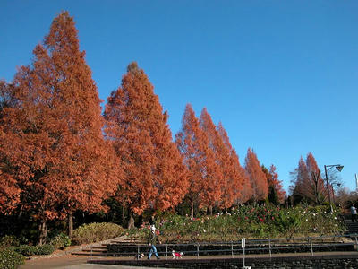 晩秋の相模原北公園