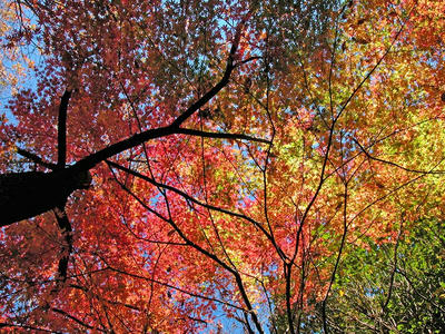 晩秋の相模原北公園-紅葉