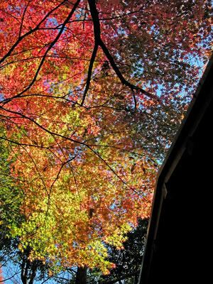 晩秋の相模原北公園-紅葉