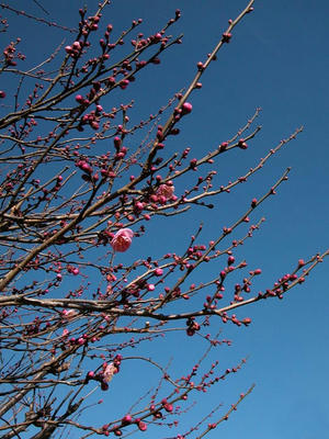 相模原北公園の梅2011