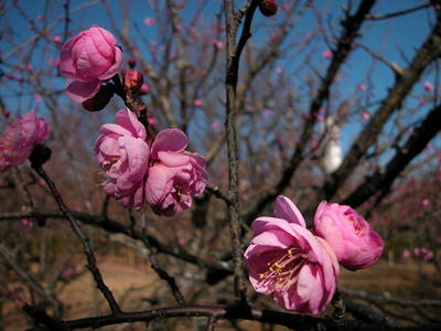 相模原北公園の梅2011