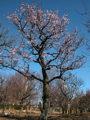 相模原北公園の梅2011