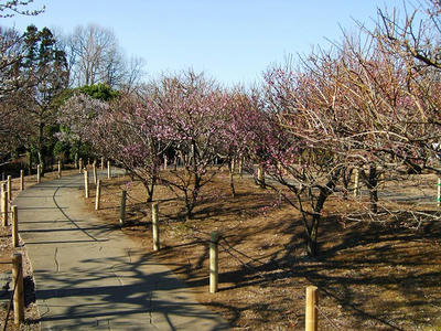 相模原北公園の梅2011/01/22