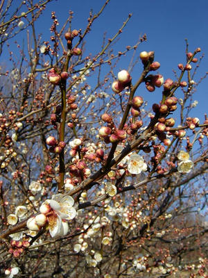 相模原北公園の梅2011/01/22
