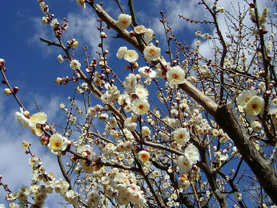 相模原北公園の梅2011/01/30