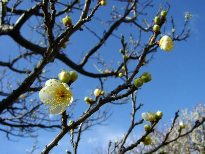 相模原北公園の梅2011/01/30