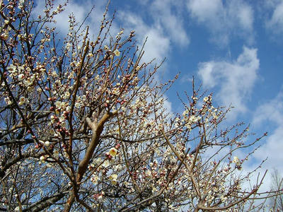 相模原北公園の梅2011/01/30