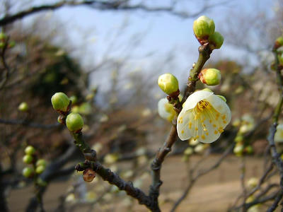相模原北公園の梅2011/02/05