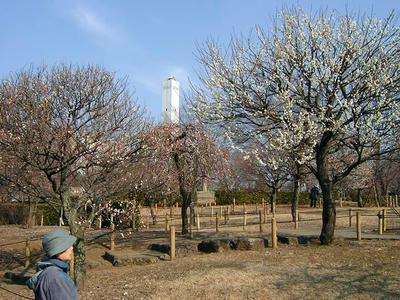 相模原北公園の梅2011/02/05