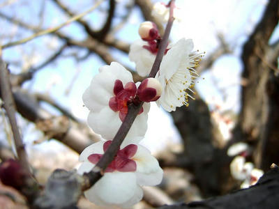 相模原北公園の梅2011/02/05