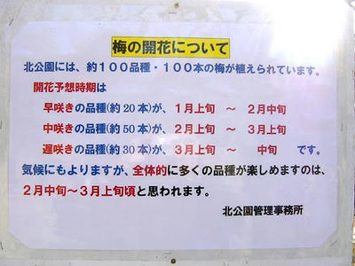 相模原北公園の梅 開花時期