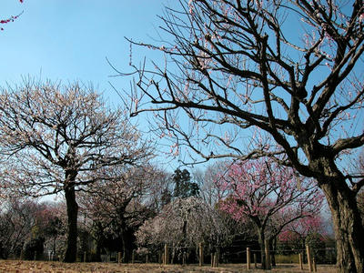 相模原北公園の梅2011/2/22