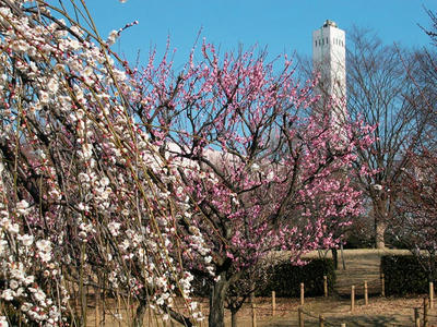 相模原北公園の梅2011/2/22