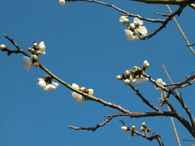 相模原北公園の梅2011/2/22