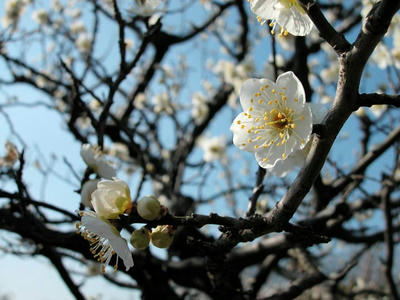 相模原北公園の梅2011/2/22