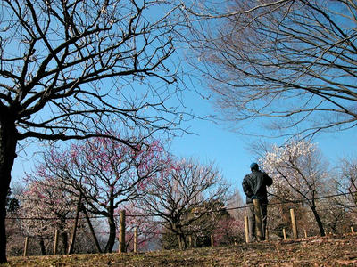 相模原北公園の梅2011/2/22