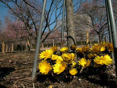 相模原北公園の梅と福寿草