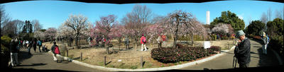 相模原北公園の梅：2011/2/26