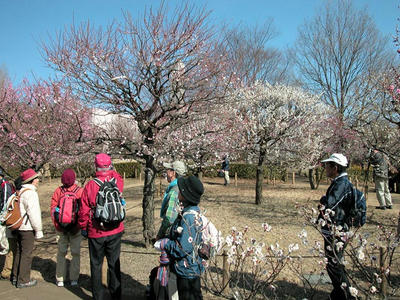 相模原北公園の梅：2011/2/26