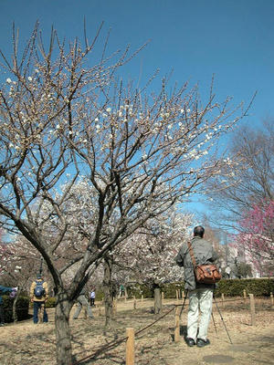 相模原北公園の梅：2011/2/26