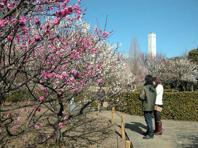 相模原北公園の梅：2011/2/26