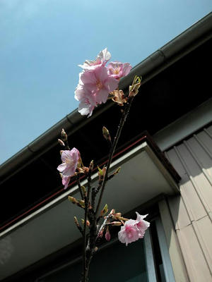 河津桜